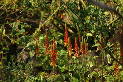 Aloe lutescens