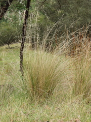 Poa labillardierei labillardierei