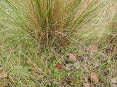 Poa labillardierei labillardierei