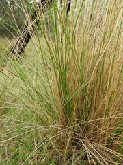 Poa labillardierei labillardierei
