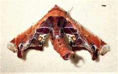 Eutelia pulcherrimus