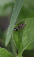 Pseudopachybrachius guttus