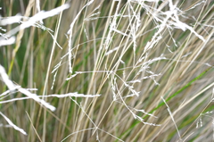 Poa labillardierei labillardierei