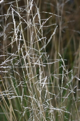 Poa labillardierei labillardierei