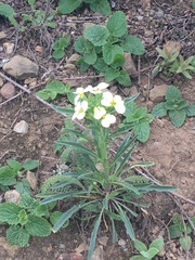 Erysimum franciscanum