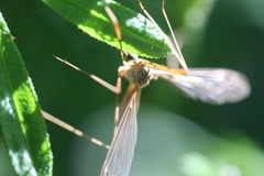 Tipula cava