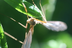Tipula cava