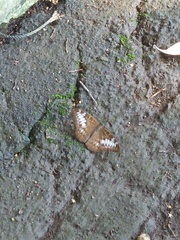 Tanaecia pelea