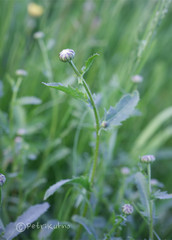 Leucanthemum vulgare