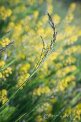 Poaceae
