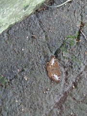 Tanaecia pelea