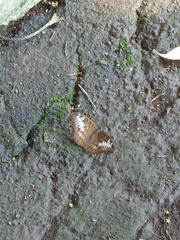Tanaecia pelea