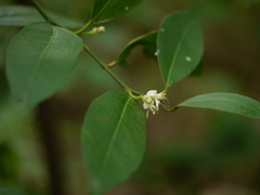 Atalantia racemosa