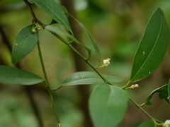 Atalantia racemosa