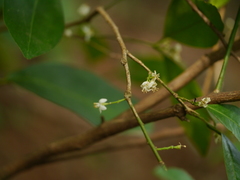 Atalantia racemosa