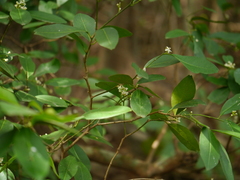 Atalantia racemosa