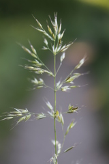 Trisetum flavescens