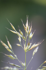 Trisetum flavescens