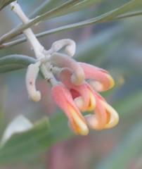 Grevillea refracta
