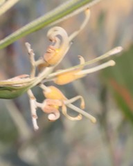 Grevillea refracta