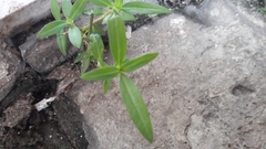 Oldenlandia corymbosa