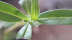 Oldenlandia corymbosa