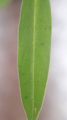 Oldenlandia corymbosa