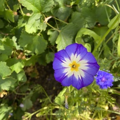 Convolvulus tricolor
