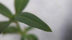 Oldenlandia corymbosa