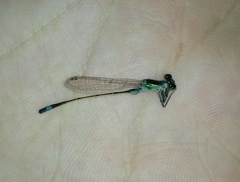Ischnura evansi