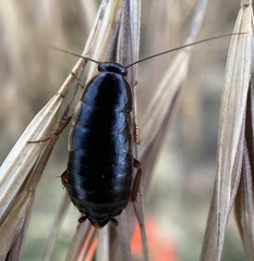 Loboptera canariensis