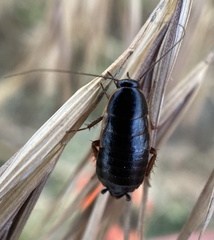 Loboptera canariensis