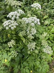 Aegopodium podagraria