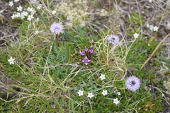 Gentianella columnae