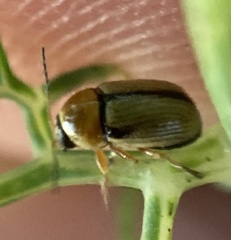 Cryptocephalus fulvus