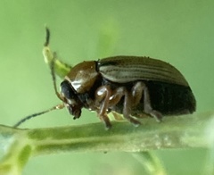 Cryptocephalus fulvus