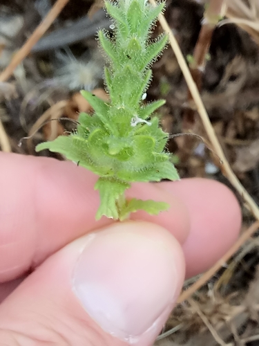 Bartsia image