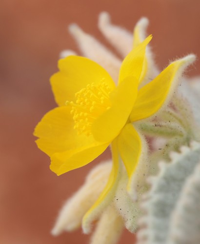 Corchorus parviflorus