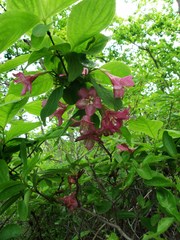 Weigela praecox