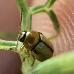 Cryptocephalus fulvus