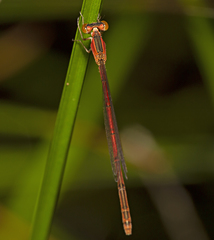 Agriocnemis rubricauda