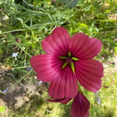 Malope trifida
