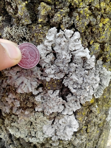 Physcia biziana image