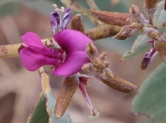 Indigofera monophylla