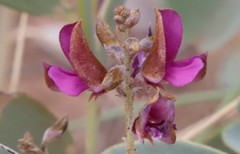 Indigofera monophylla