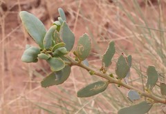 Indigofera monophylla