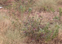 Indigofera monophylla