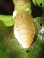 Anthene livida livida