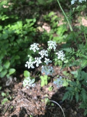 Chaerophyllum hirsutum