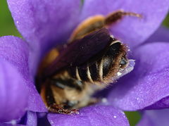 Andrena curvungula